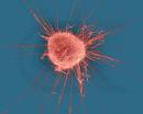 Disease